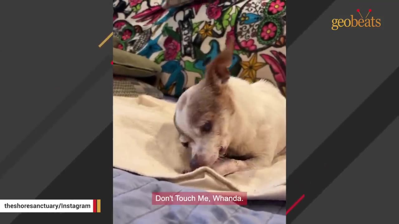 A small white and brown Chihuahua-mix dog sits on a light-colored blanket, turning its head away defensively.