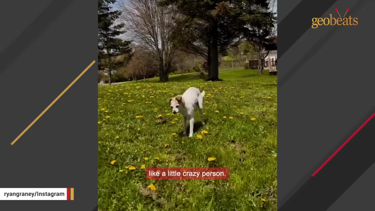 A small, senior white and tan dog stands in a grassy field dotted with yellow dandelions.