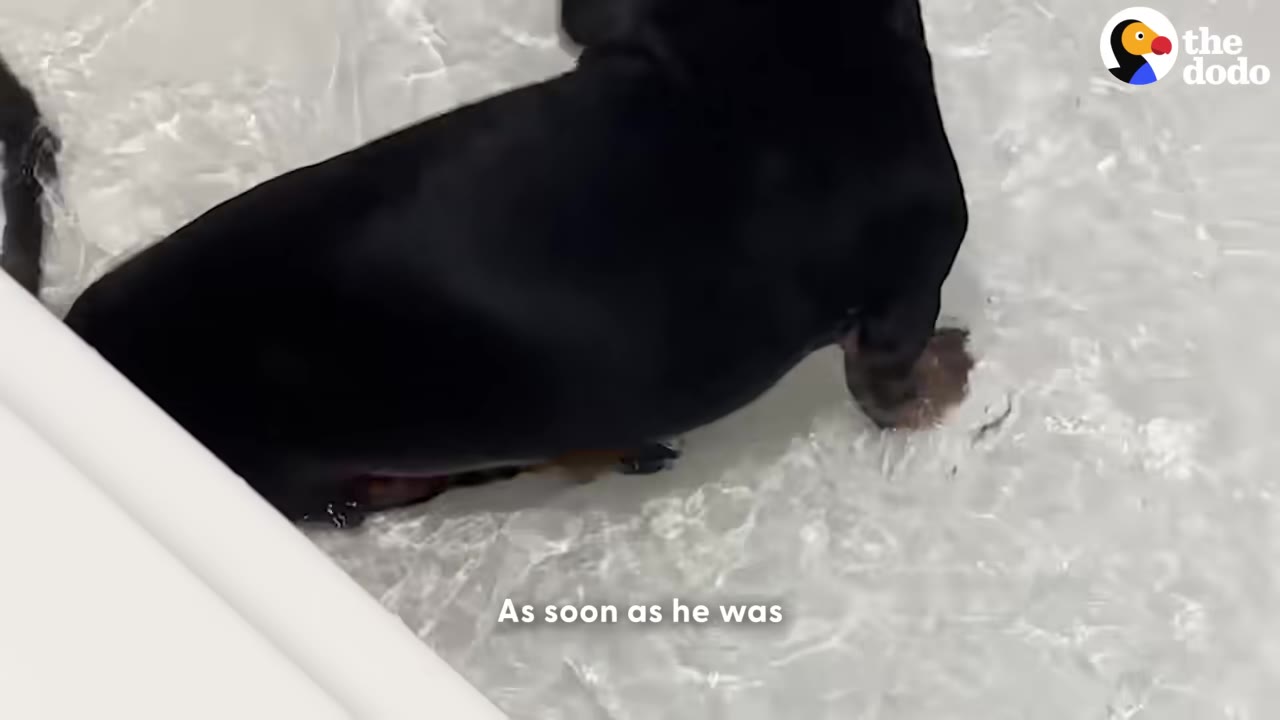 A black and tan dachshund stands in clear water during a hydrotherapy session.