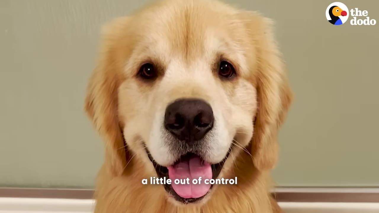 A close-up portrait of a golden retriever smiling with its mouth open and tongue out.