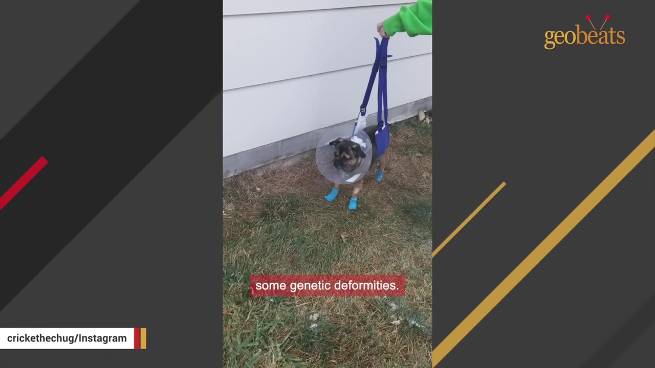 A small brown dog wearing a protective plastic cone and blue booties is supported by a blue harness held by a person's hand.