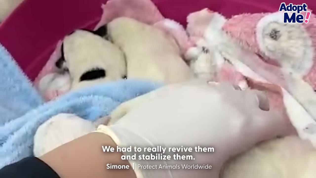 A gloved hand gently tends to tiny, newborn puppies nestled in blankets inside a pink tub at a clinic.