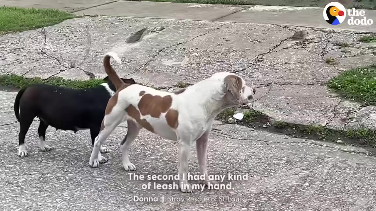 A white and brown dog stands on a cracked concrete surface next to a black and white dog, with text overlay reading 'The second I had any kind of leash in my hand'.