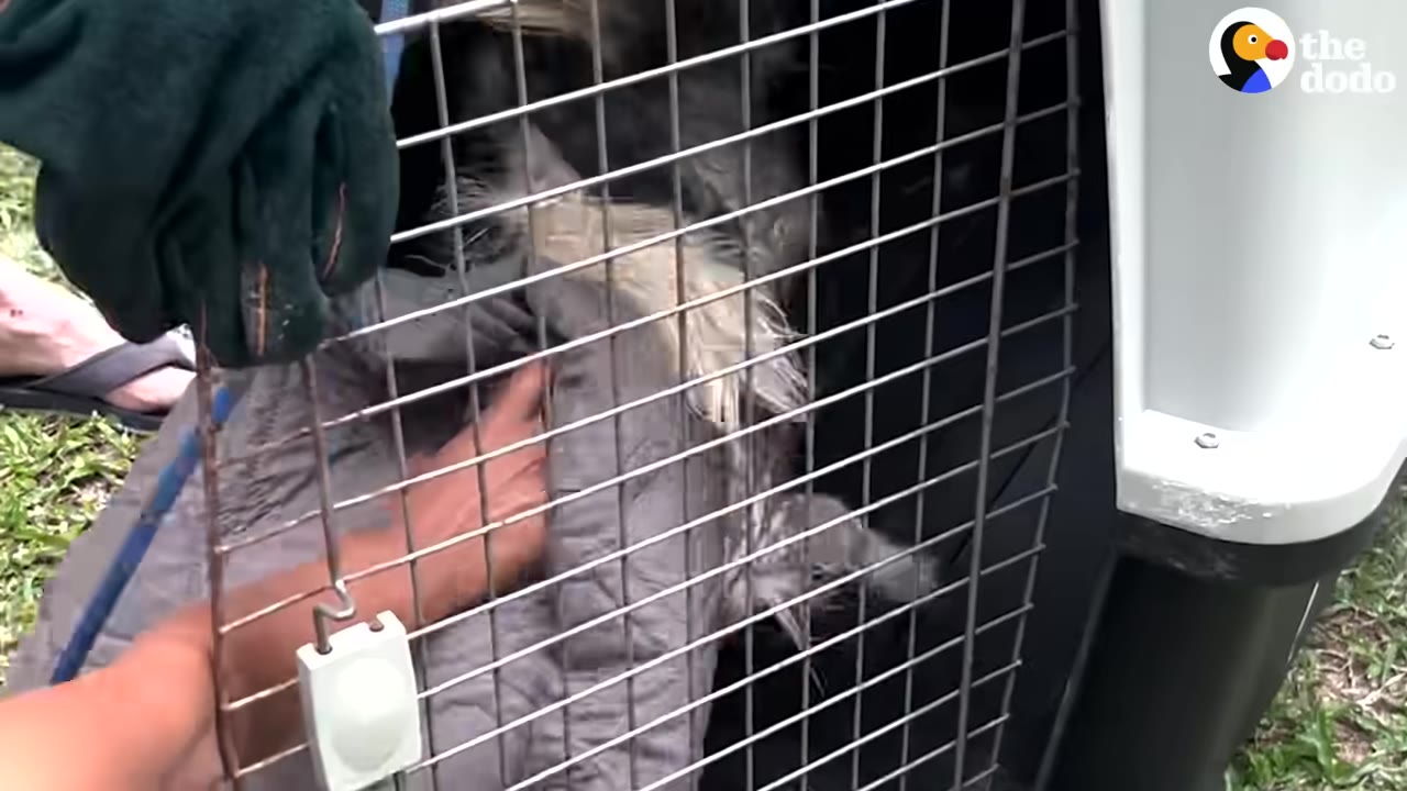 A small, scruffy dog is secured inside a plastic pet carrier crate as hands reach in to comfort it.