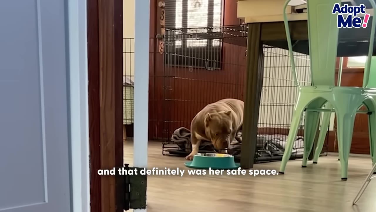A brown and white dog steps out of a wire crate set up in a living room next to a green chair.