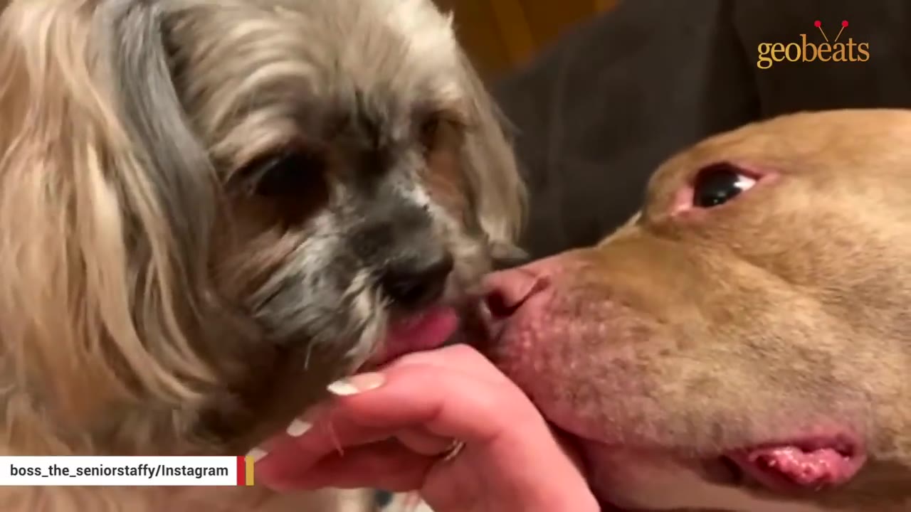 A close-up of a small, fluffy dog and a brown pit bull-type dog side-by-side, interacting gently near a person's hand.