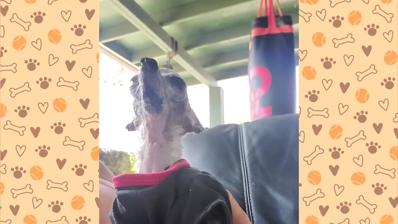 A small dog wearing a black shirt with red trim tilts its head back to howl.