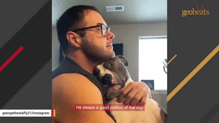 Washington Massage Clients Keep Requesting The 70-Pound Dog Who Climbs On Top Of Them