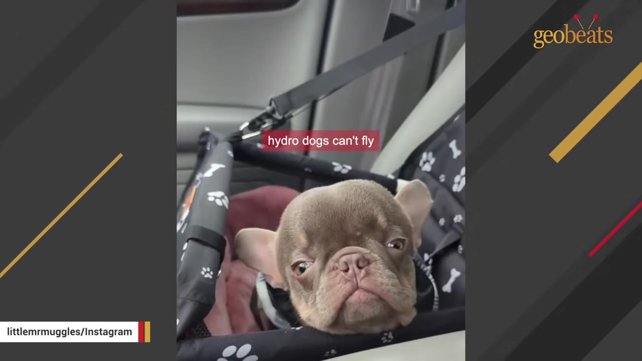 A close-up of a small brown puppy with hydrocephalus sitting in a black and white patterned car seat.