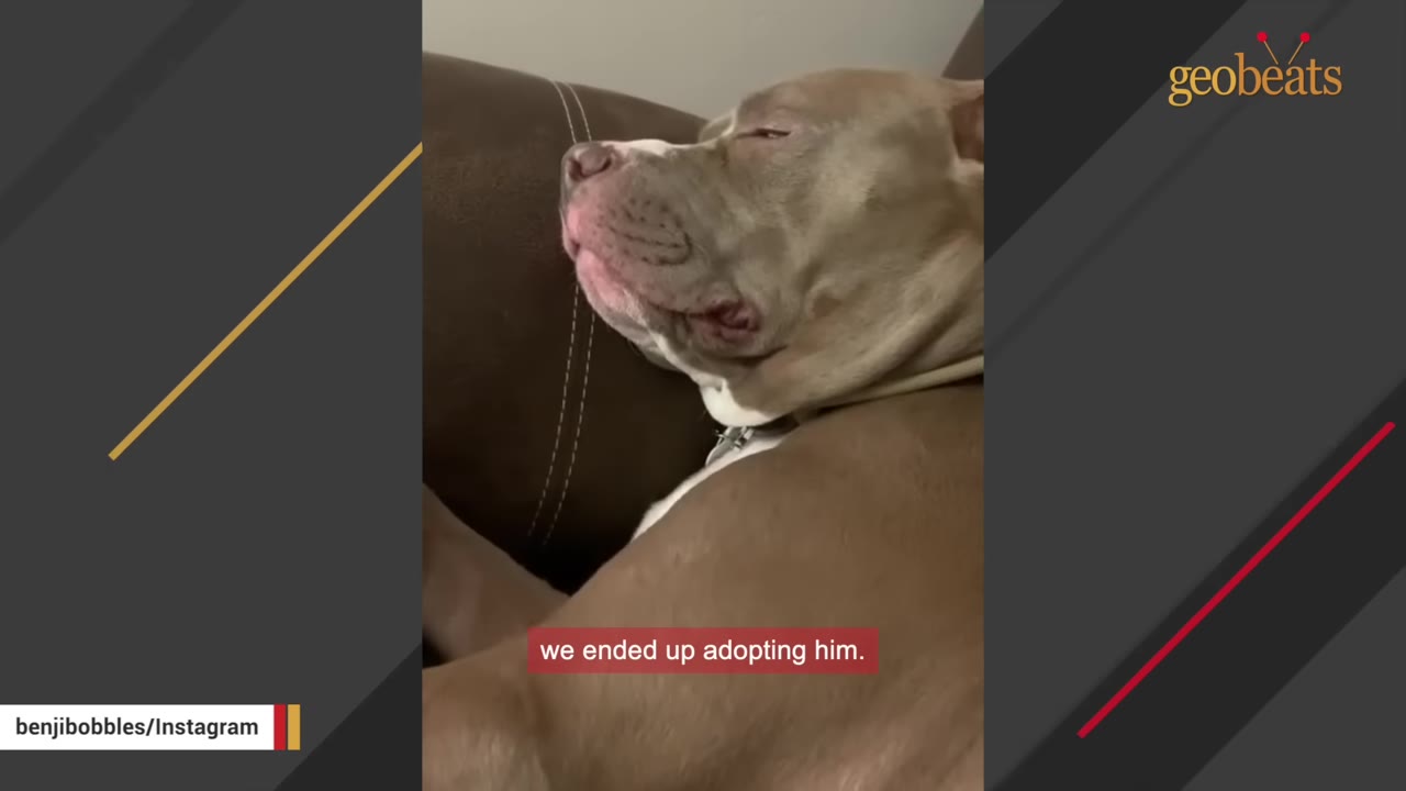 A brown and white pit bull dog sleeping peacefully on a brown leather couch.