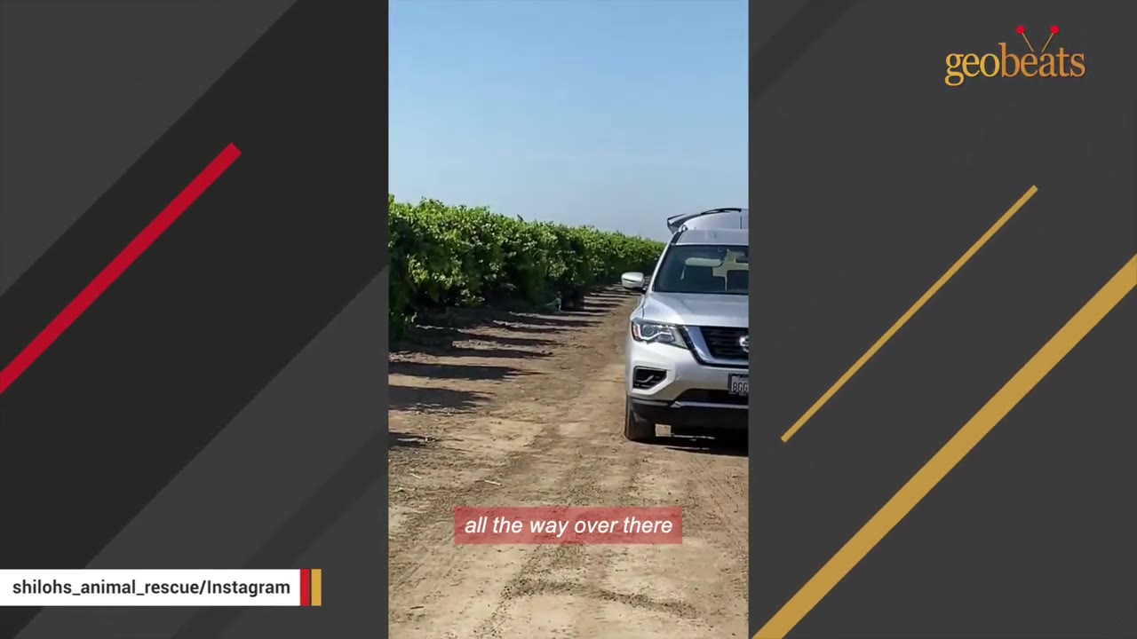 A silver SUV parked on a dirt path next to rows of green crops under a clear blue sky.