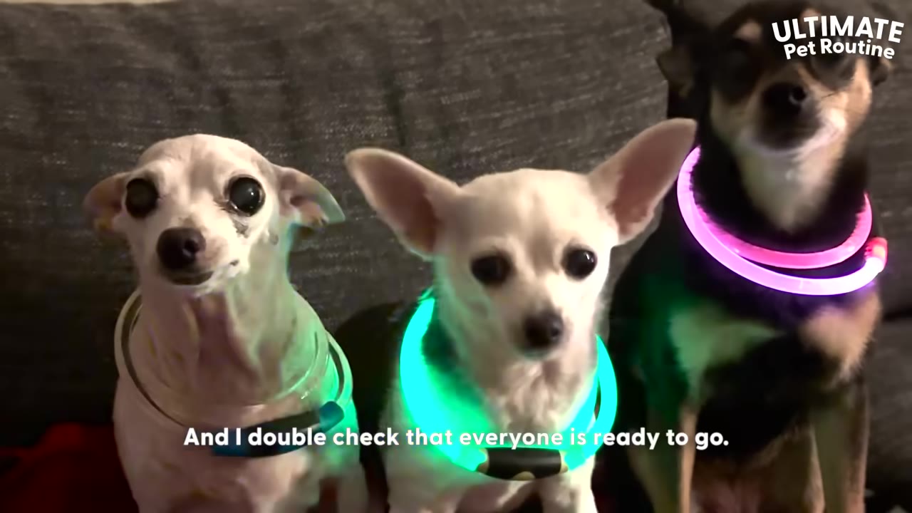 Three small chihuahua dogs sit side-by-side on a couch wearing glowing LED collars in blue, green, and pink.