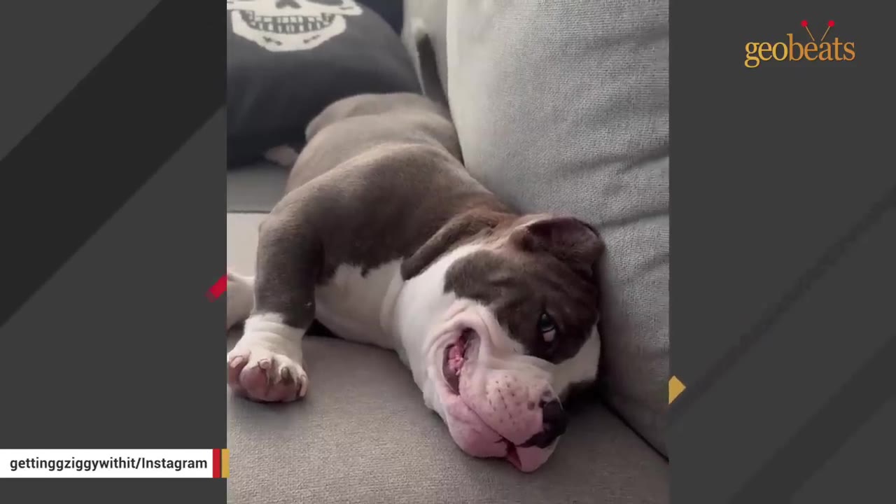 A grey and white puppy lying down on a grey couch, resting its head against a cushion.