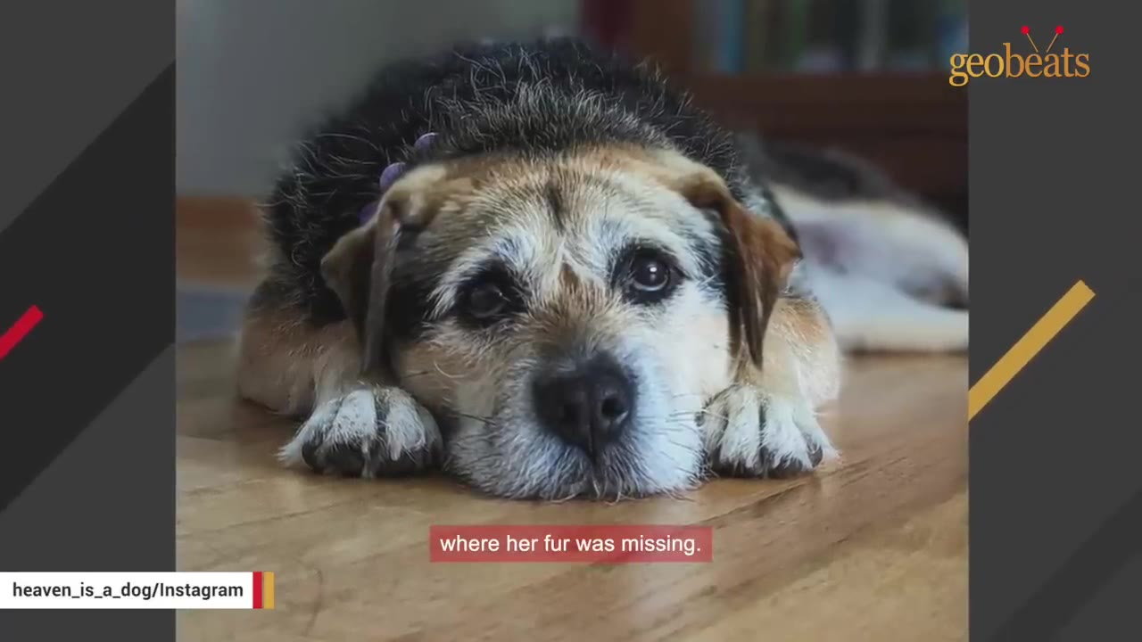 A close-up of a dog with sad eyes lying down on a wooden floor, showing some patches of thin fur on her face.