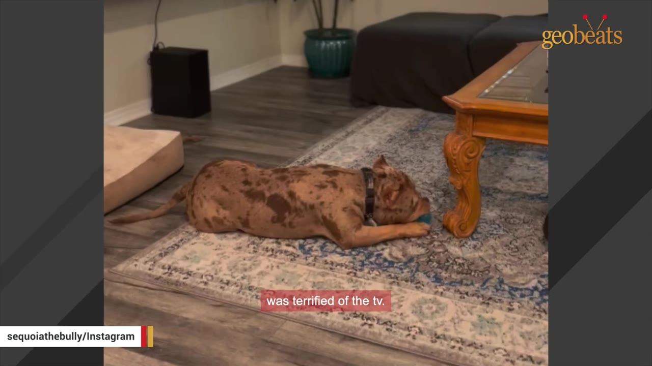 A merle bully breed dog lies on a patterned rug on the floor next to a dog bed and a wooden coffee table.