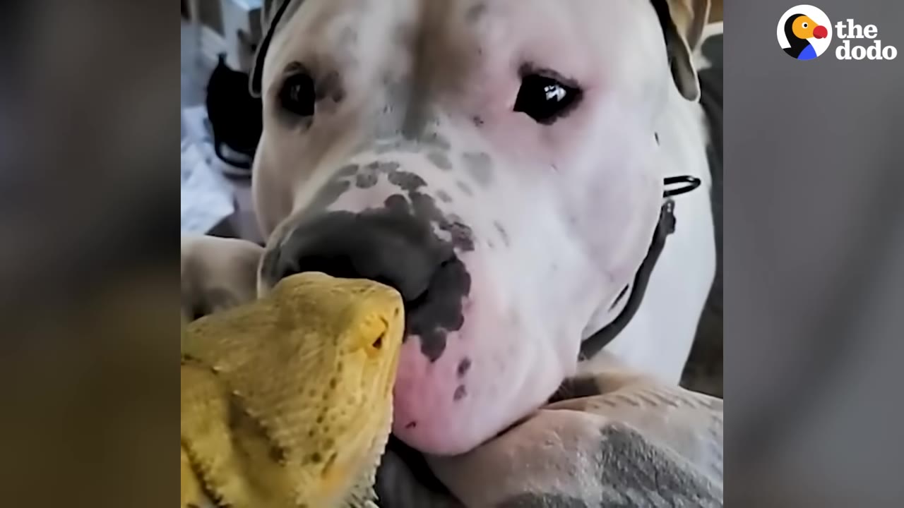 A close-up of a white dog with black spots on its snout gently sniffing a yellow bearded dragon.