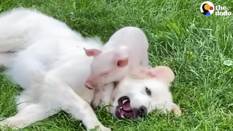 Texas Farm Dog Meets A Tiny Piglet Who Fell Off A Truck And Steps Into A Beautiful Mothering Role