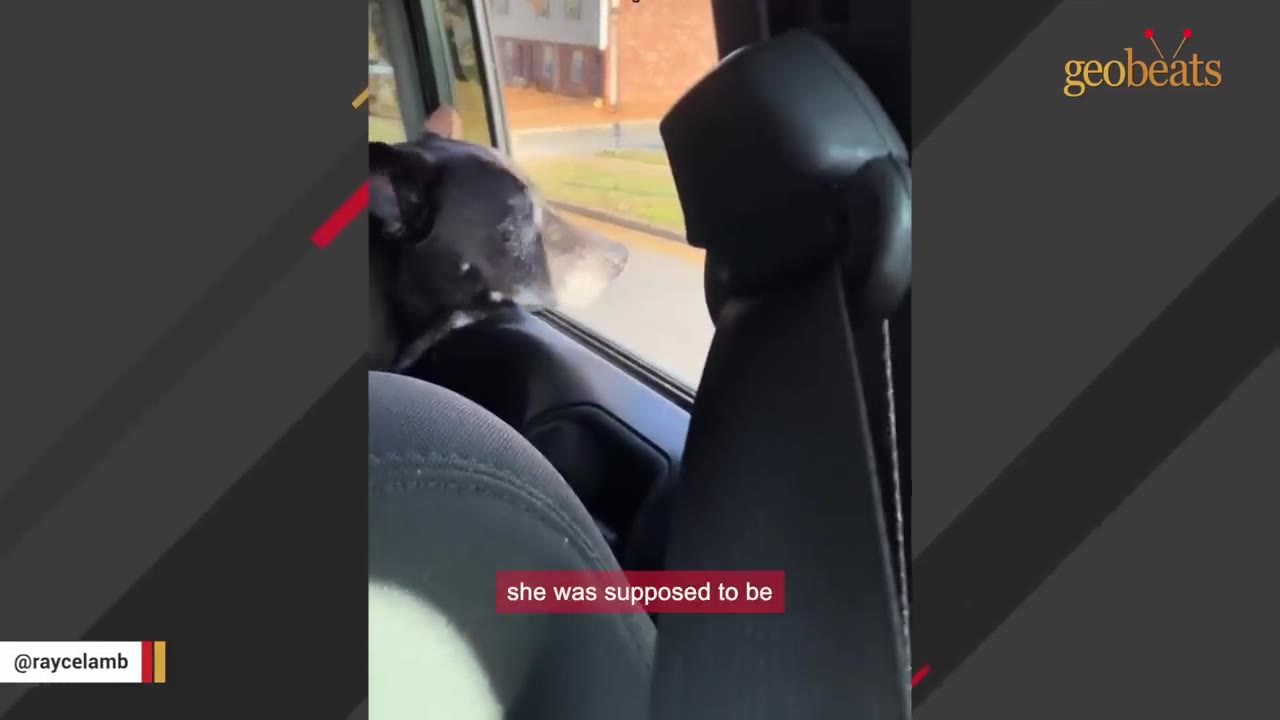 A black dog looks out of an open window from the back seat of a vehicle.