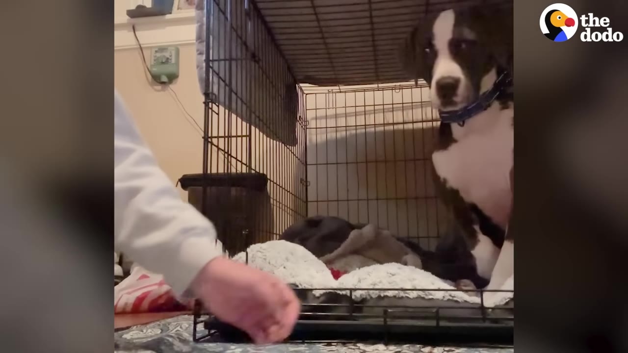 A brown and white dog sits inside a wire crate, looking out cautiously as a person's hand reaches near the crate door.