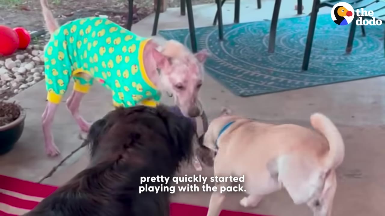 A dog wearing green and yellow pajamas with duck patterns interacts with two other dogs on a patio.
