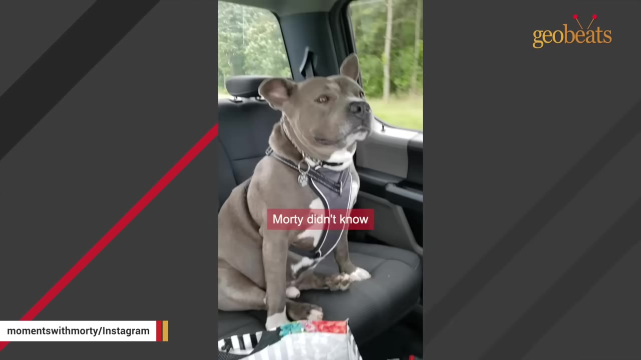 A gray and white dog wearing a harness sits upright on the back seat of a vehicle, looking forward with an alert expression.