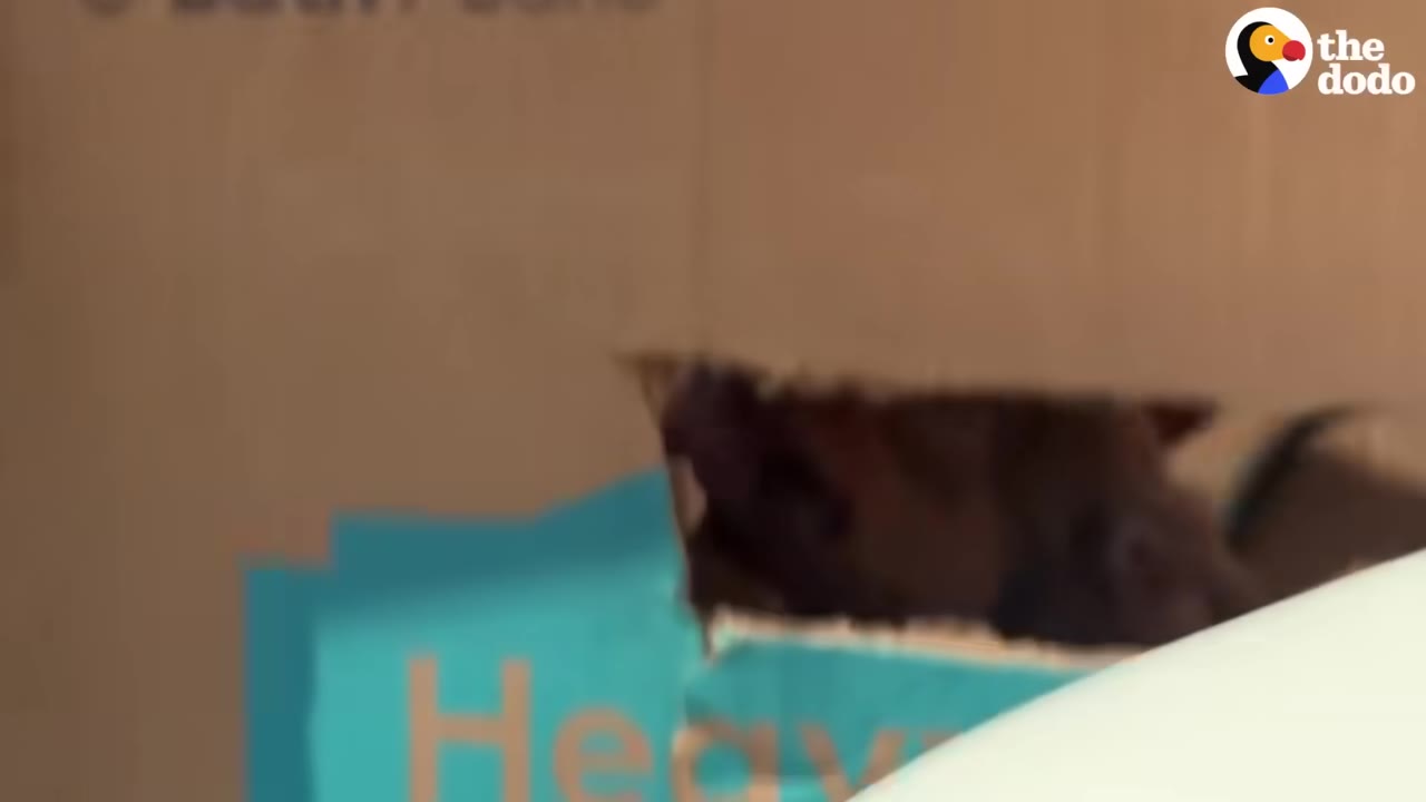 A small brown puppy peeks its head out of a hole in a cardboard box.