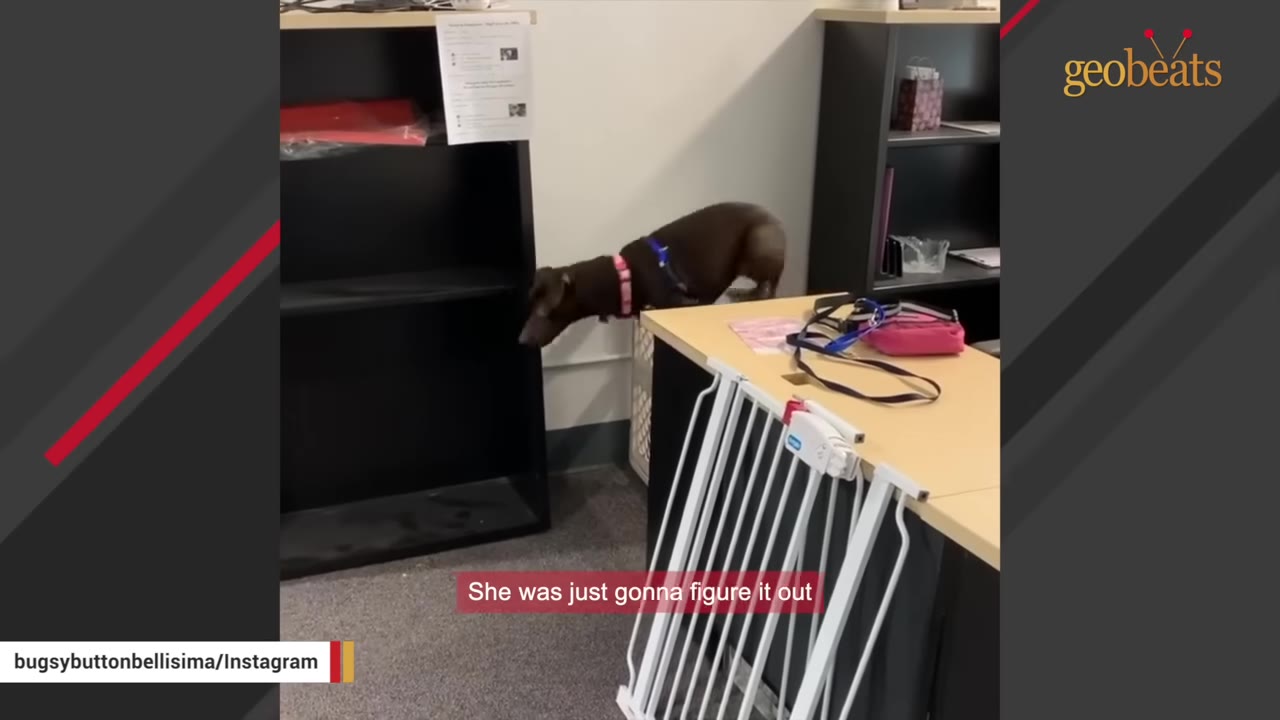 A brown dog explores an indoor room, sniffing behind a desk next to a black bookshelf.