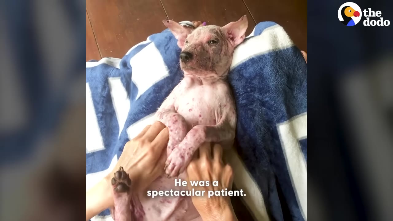 A small, hairless dog with pinkish skin lies on its back on a blue and white blanket while a person's hands gently hold its paws.