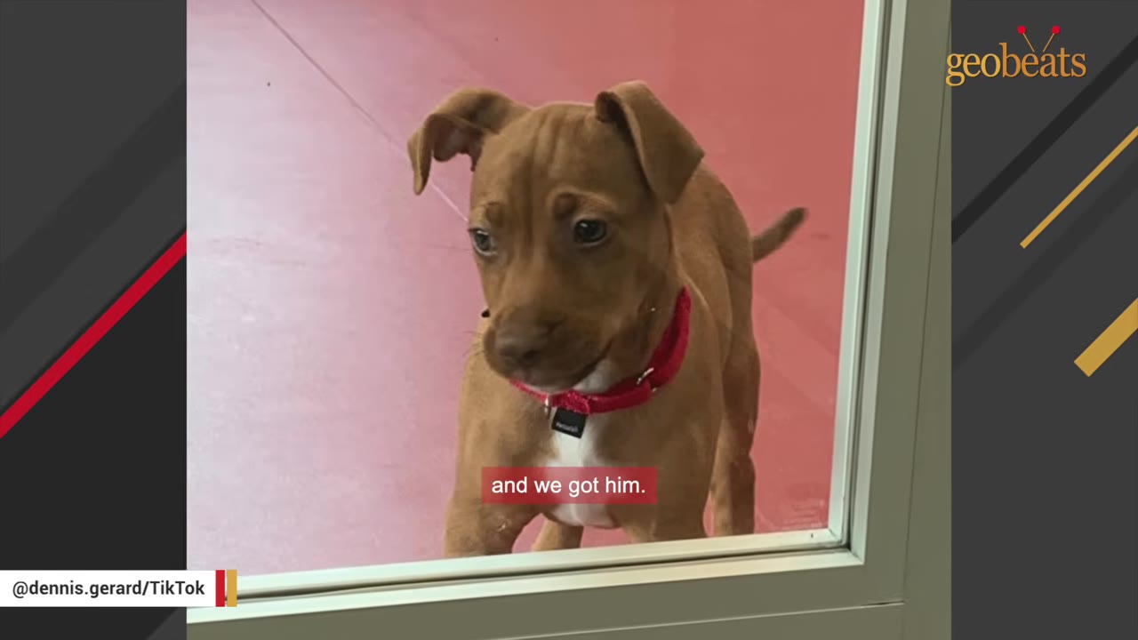 A small brown puppy with a red collar looks timidly through a glass window.