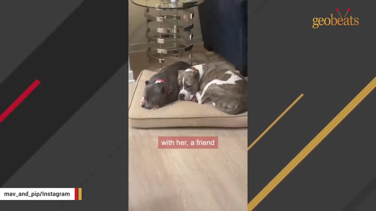 Two pit bull dogs, one grey and one brindle and white, lying together side-by-side on a tan dog bed.