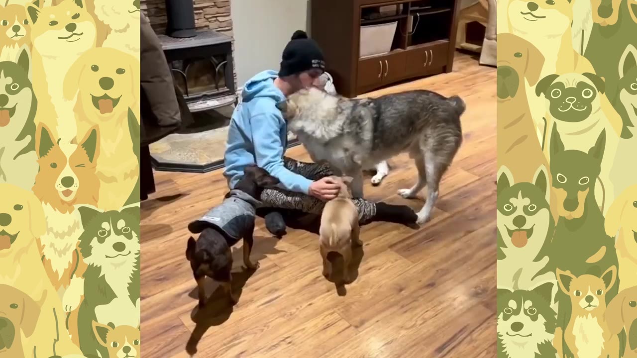 A person sitting on a wooden floor surrounded by three dogs of different sizes, including a large grey and white dog and two smaller dogs.