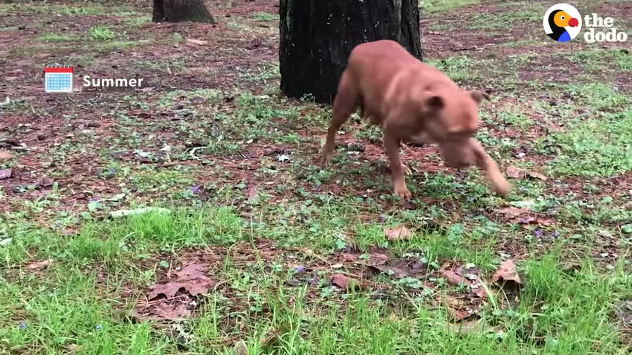 A brown dog walking cautiously across a grassy field with trees in the background, featuring a calendar icon labeled 'Summer' in the upper left corner.