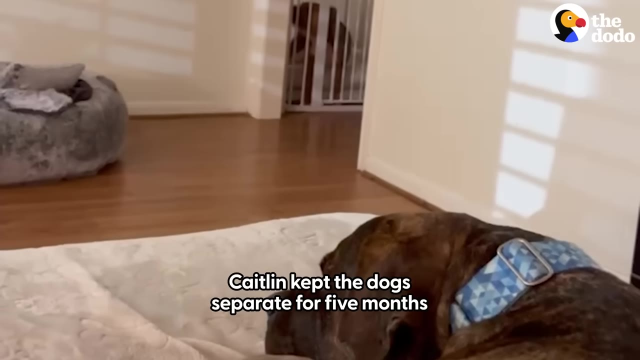 A brindle dog wearing a blue collar lies on a bed in the foreground, while another dog is visible behind a white safety gate in the background hallway.