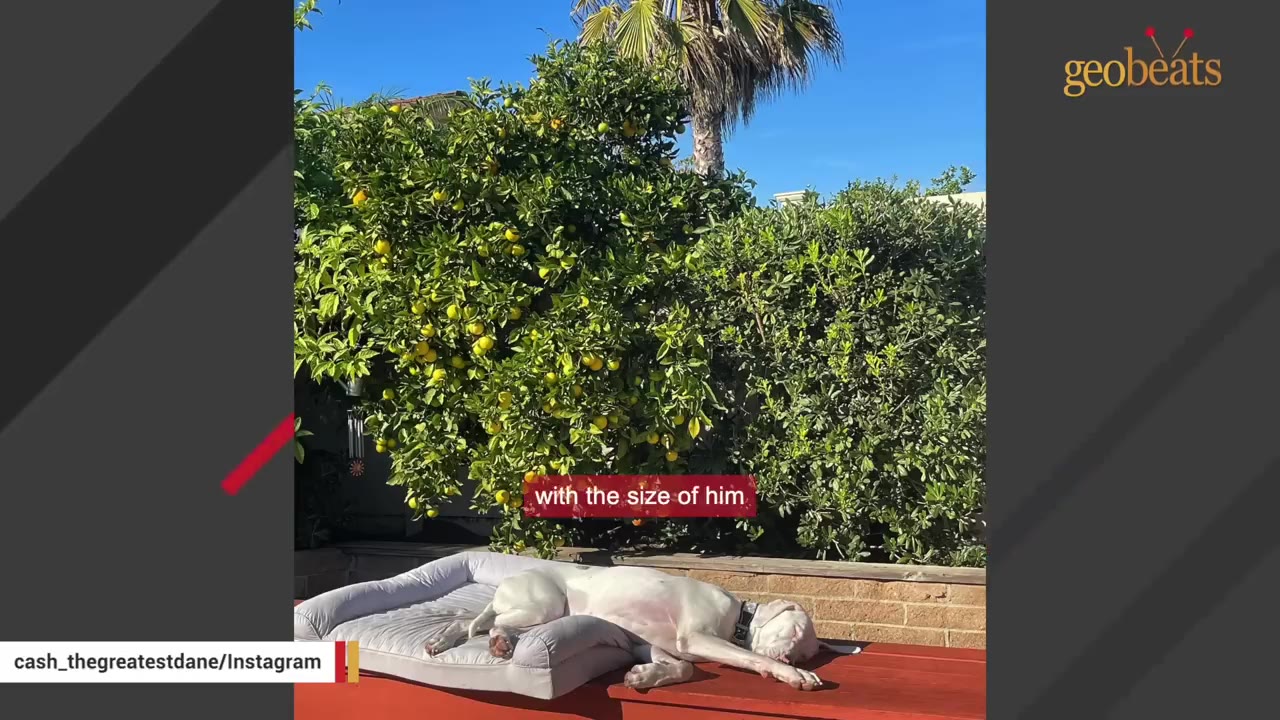 A very thin white Great Dane lies on a dog bed outdoors in front of a leafy green tree.