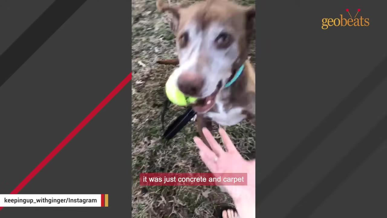 A close-up of a brown and white senior dog holding a tennis ball in its mouth, looking towards a hand reaching out to it.