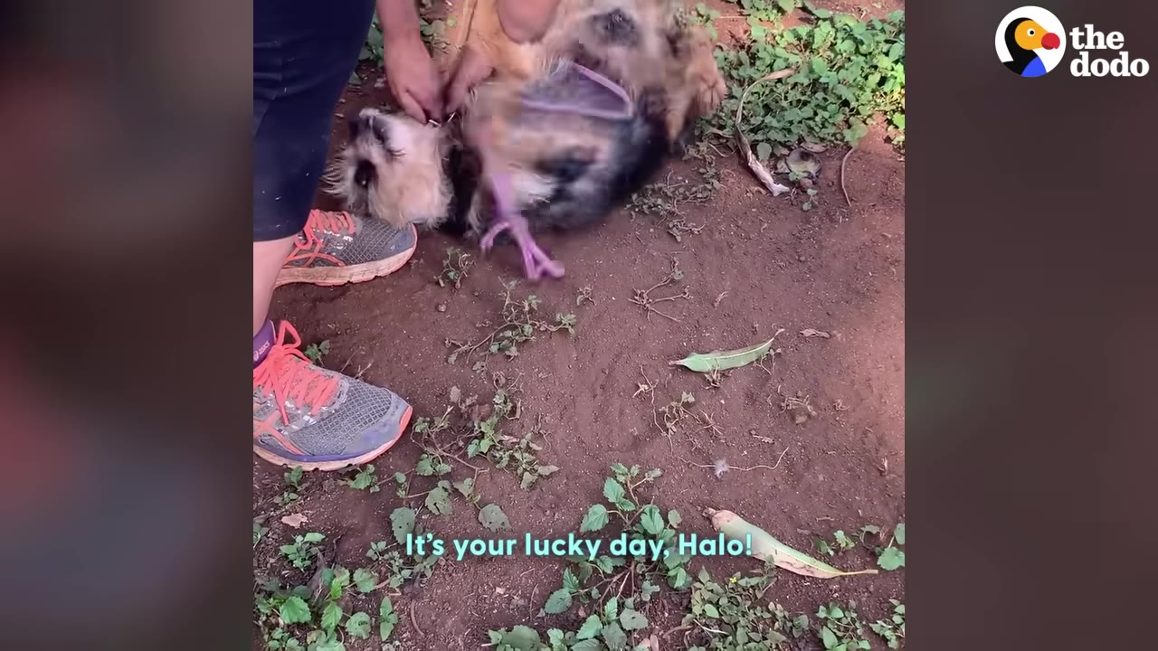 A person wearing orange sneakers stands next to a small, scruffy dog lying on its back on the dirt ground.