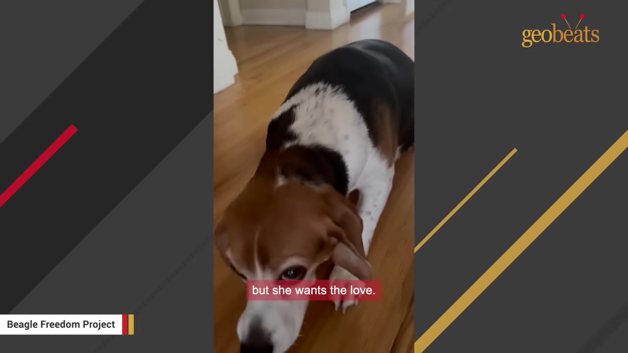 A beagle crawling low to the wooden floor, looking up with a submissive posture.