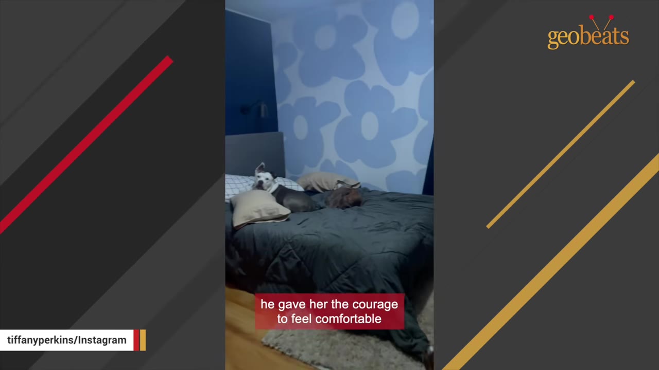 A grey and white dog and a brown dog rest on a large bed in a room with blue floral wallpaper.