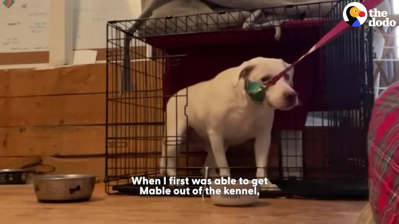A white dog stands tensely inside a wire dog crate, looking fearful with a leash attached to her collar.