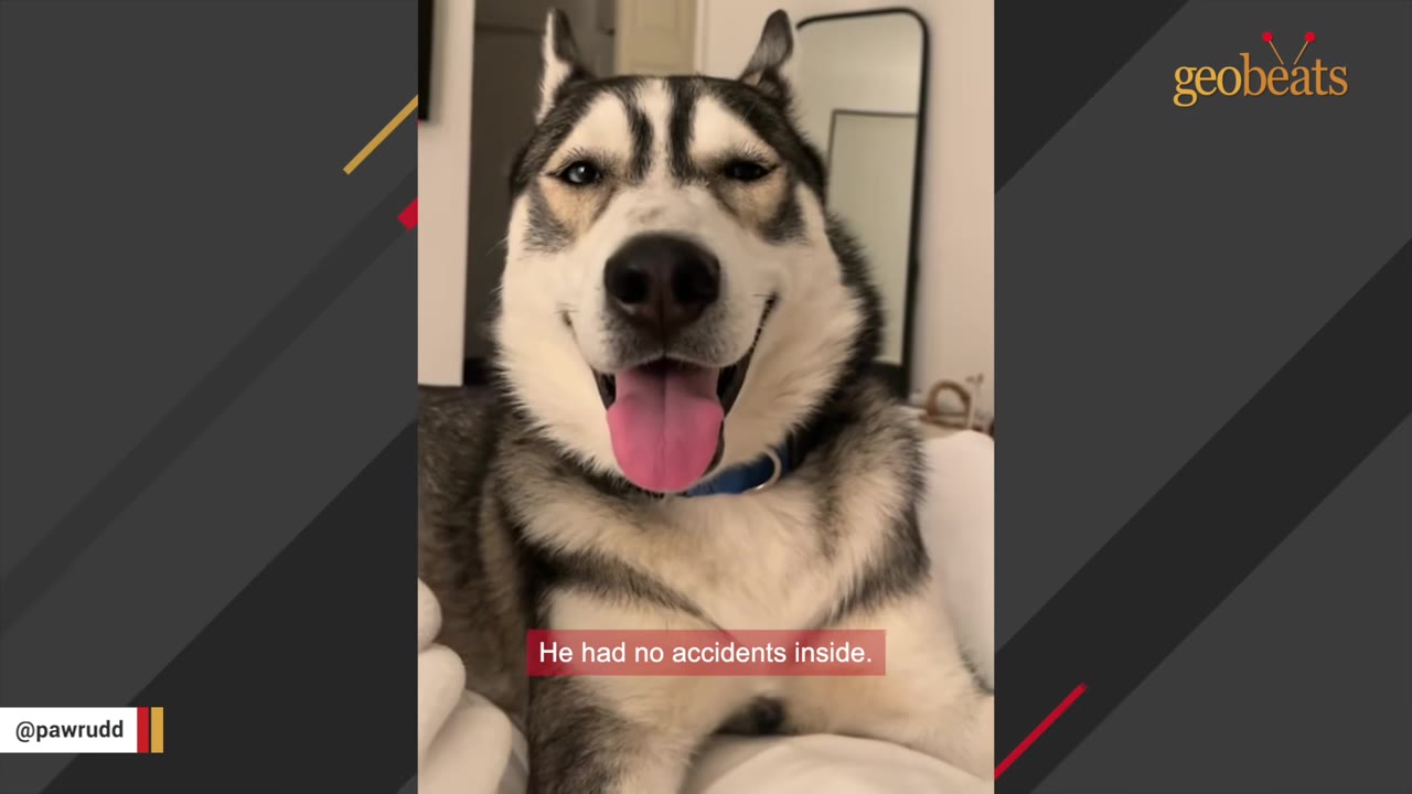 A close-up shot of a happy husky dog with its tongue out, sitting indoors.