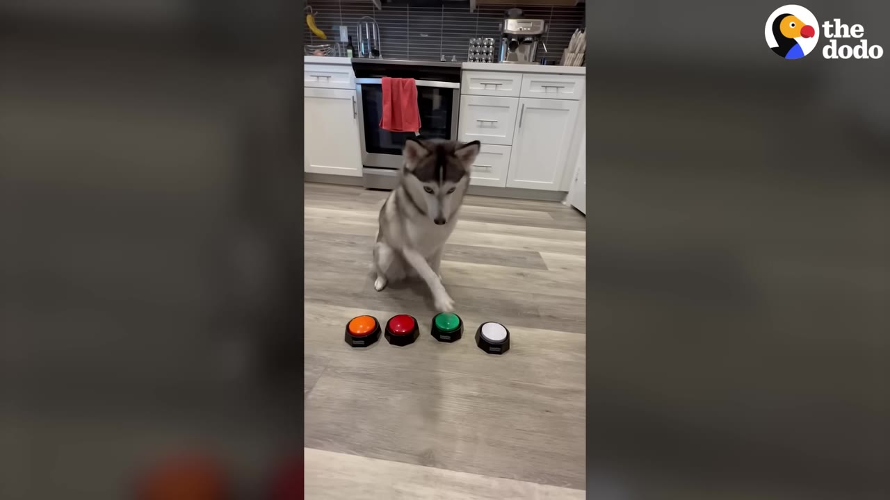 A husky dog named Sapphie reaches out with her paw to press a green button on the kitchen floor, with three other colored buttons lined up next to it.