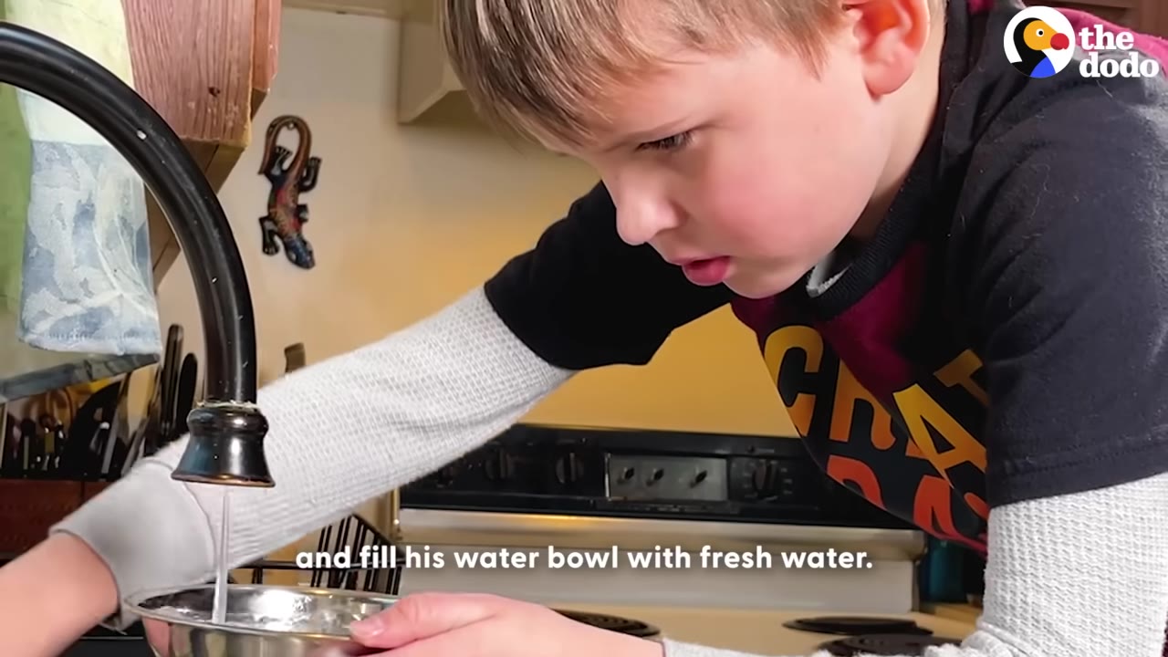 A young boy carefully fills a metal dog bowl with water from a kitchen faucet.