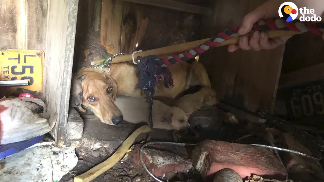A brown dog lies inside a dark wooden shed, surrounded by her small puppies, looking up with wide, anxious eyes.