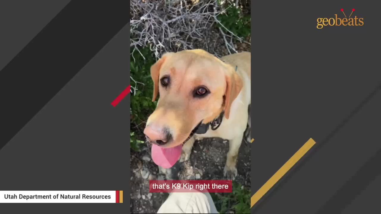 A close-up of a yellow Labrador retriever panting with its tongue out, looking up at the camera in a wooded area.