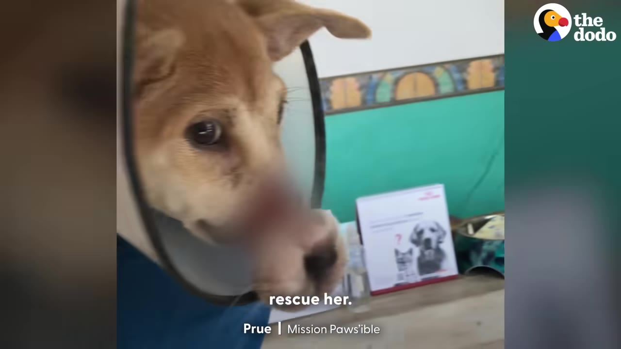 A close-up of a light brown dog wearing a protective plastic cone collar, looking to the side inside a veterinary clinic.