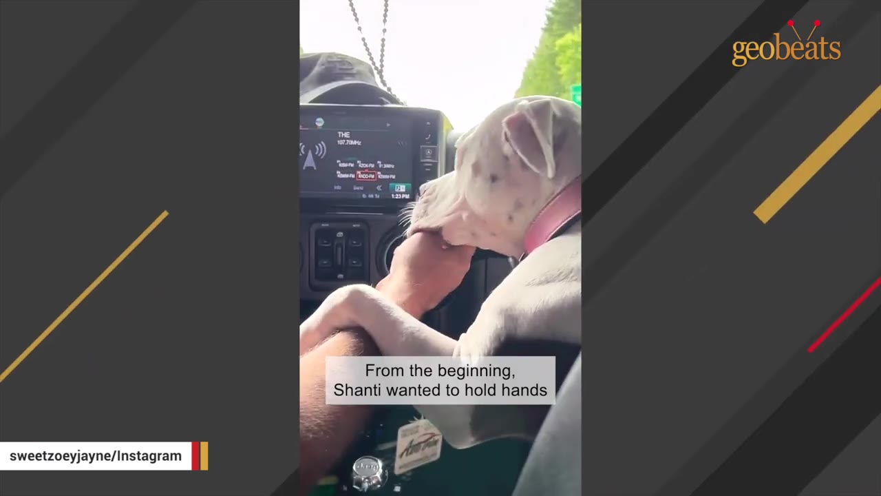 A white dog with a pink collar rests its paw and muzzle on a person's hand inside a car.