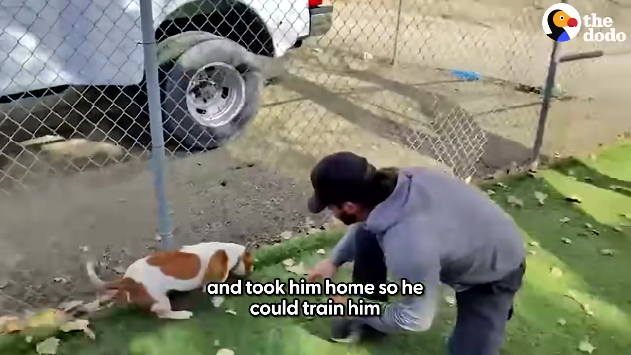 A man in a grey hoodie and black cap crouches on green grass next to a brown and white dog near a chain-link fence.