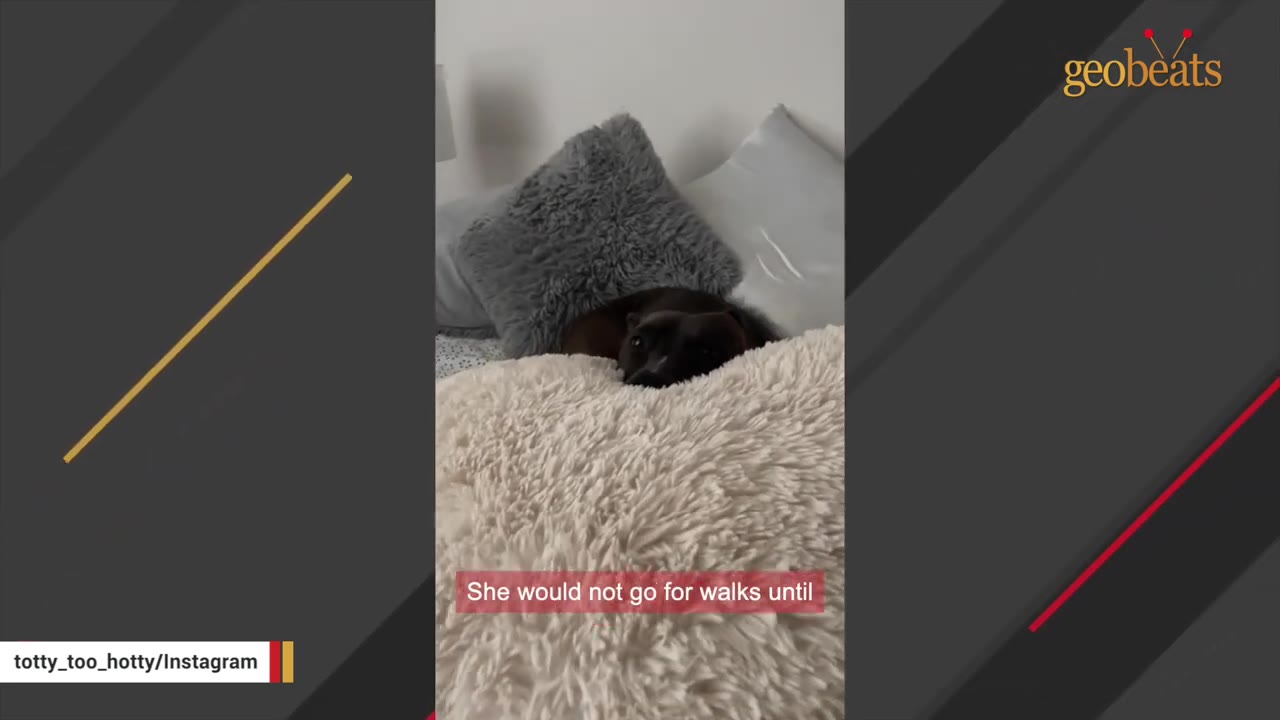 A dark-colored dog nestled comfortably among fluffy pillows on a bed.