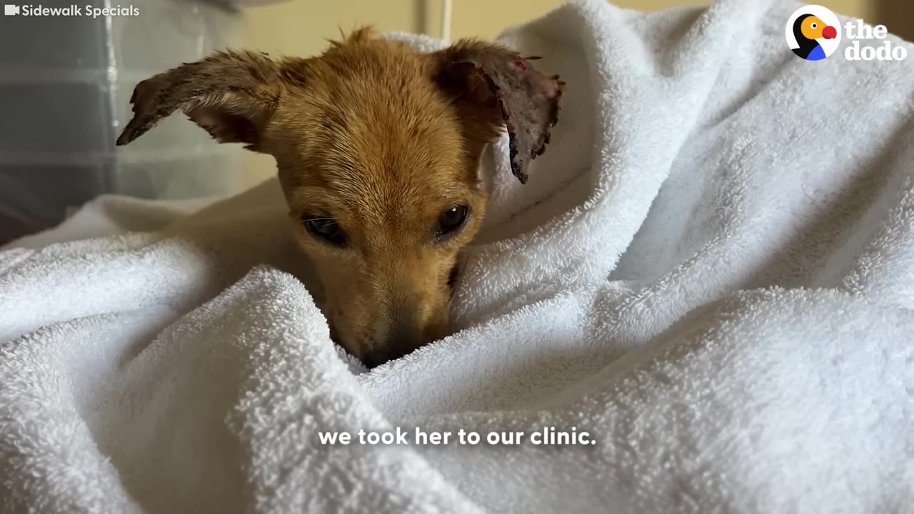 A small, brown dog wrapped in a white towel looks down with a sad expression.