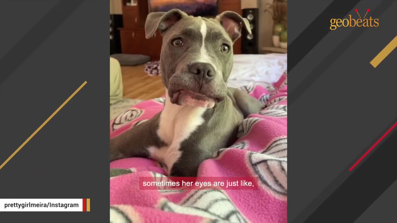A close-up of a grey and white pit bull puppy lying on a pink patterned blanket, looking directly at the camera with a funny, expressive face.